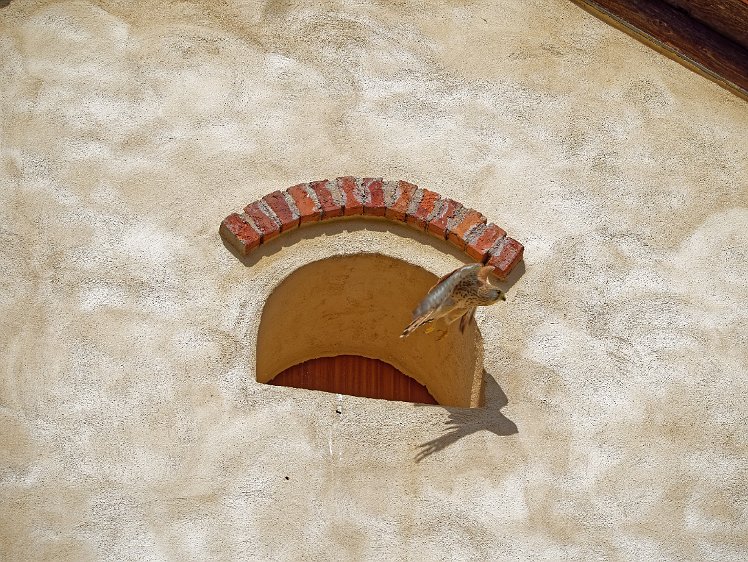 Kestel in the Vosges